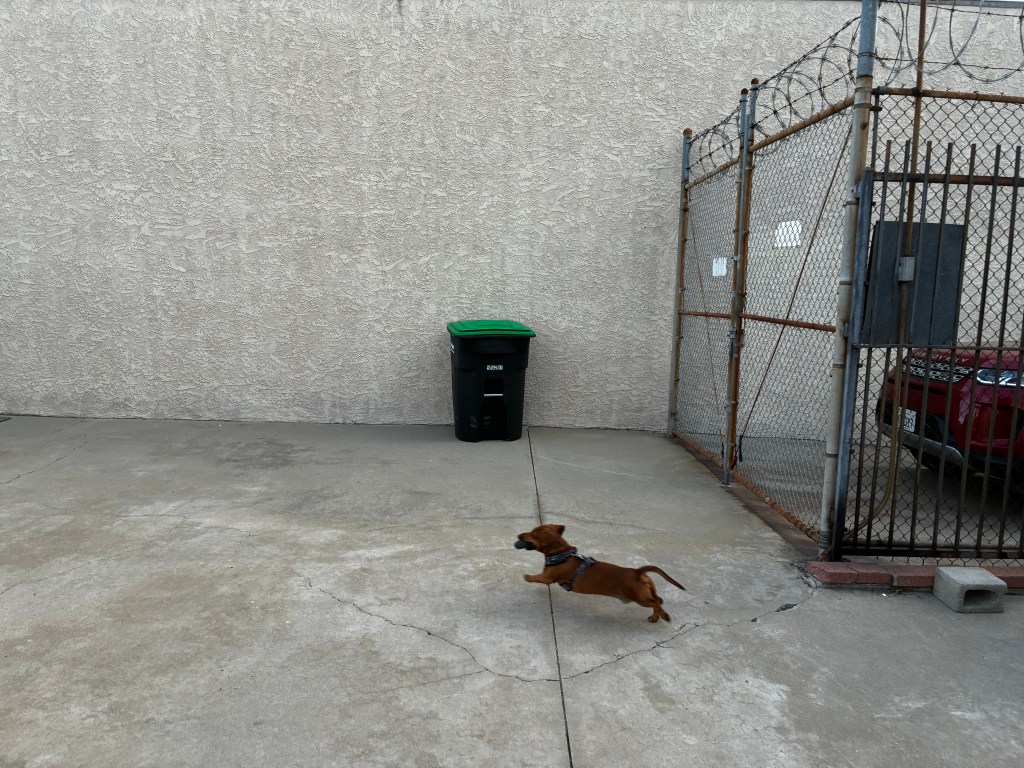 dog…